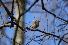 Erithacus rubecula