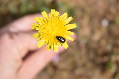 Chasmatopterus