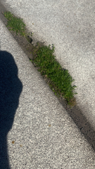 Sagina procumbens