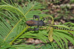 Anoplocnemis madagascariensis