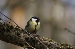 Parus major