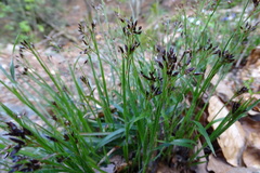 Luzula forsteri