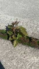 Plagianthus regius