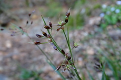 Luzula forsteri