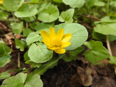 Ficaria verna