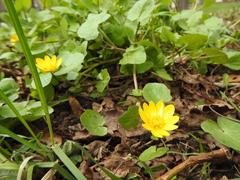 Ficaria verna