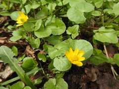 Ficaria verna