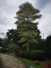 Terminalia mantaly 'triciolor'