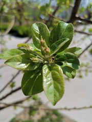 Malus spectabilis