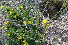 Genista pilosa