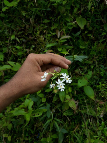 Epidendrum calanthum