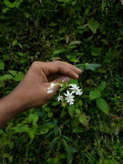 Epidendrum calanthum
