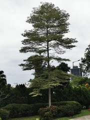 Terminalia mantaly 'triciolor'