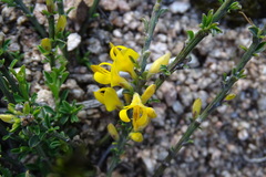 Genista pilosa