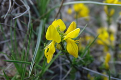 Genista pilosa