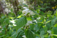 Lamium flexuosum