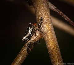 Eurymeloides bicincta