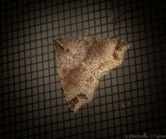 Lithilaria proestans