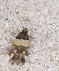 Triclonella determinatella