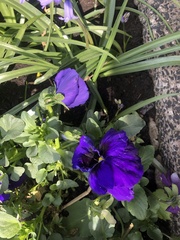 Viola