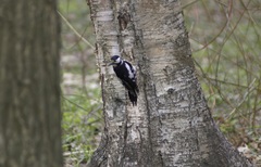 Dendrocopos major