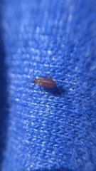 Aphidomorpha