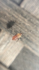 Aphidomorpha