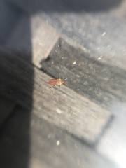 Aphidomorpha