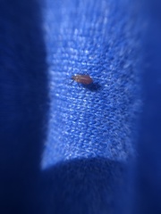 Aphidomorpha