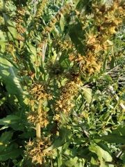 Rumex trisetifer