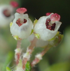 Erica cordata