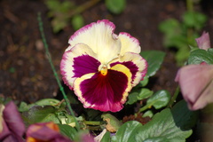 Viola × wittrockiana