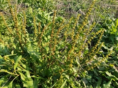 Rumex trisetifer