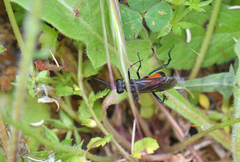 Macrophya annulata
