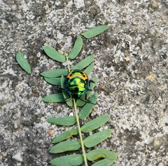 Scutelleridae