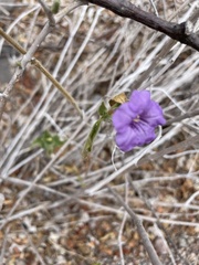 Ruellia californica californica