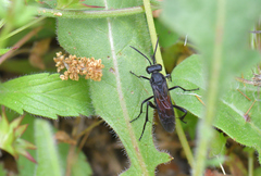 Macrophya annulata