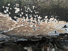 Cylindrobasidium evolvens