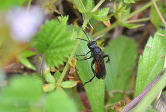 Macrophya annulata