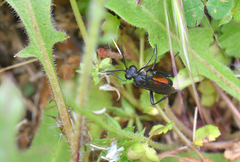 Macrophya annulata