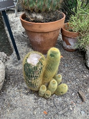 Parodia lenninghausii