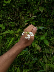 Epidendrum calanthum