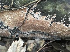 Cylindrobasidium evolvens