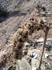 Mallotus apelta