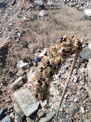 Mallotus apelta