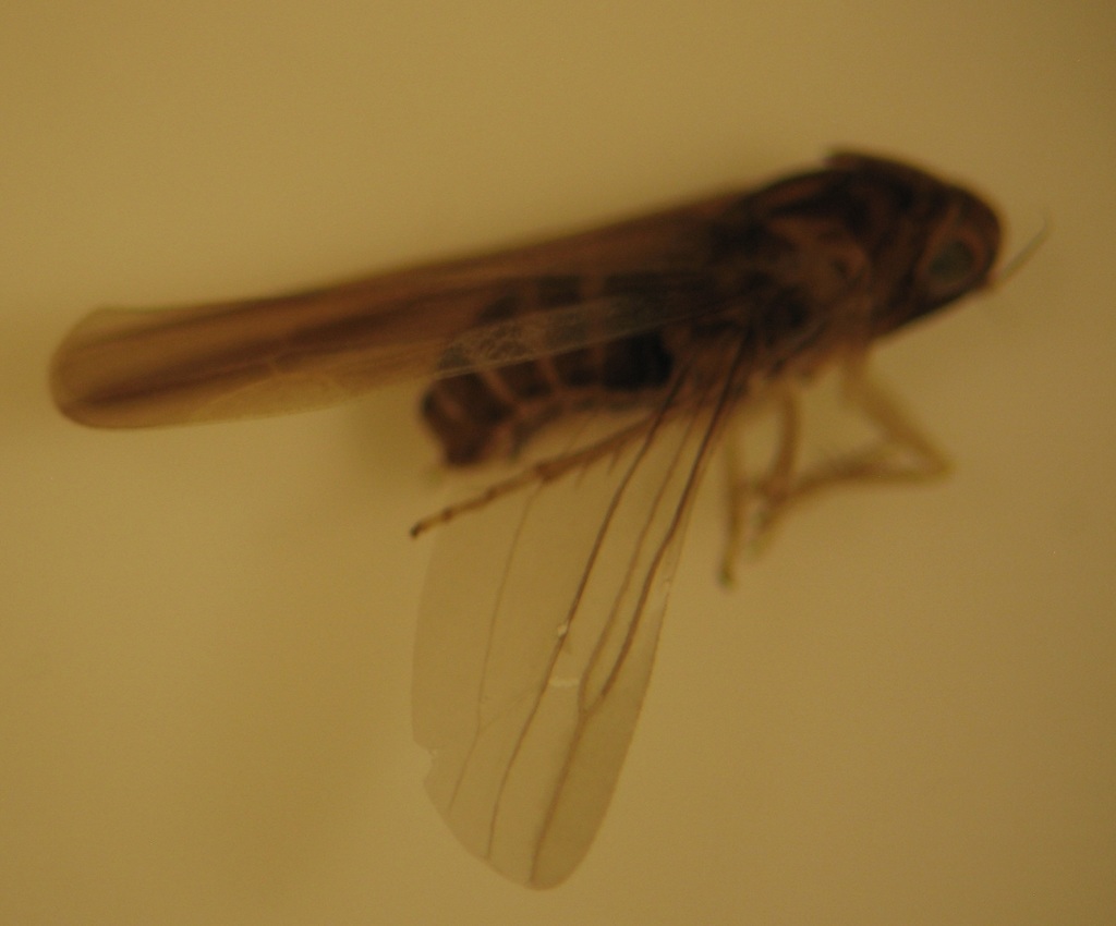 Anzygina ramsayi