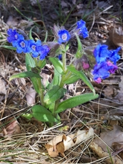 Pulmonaria angustifolia