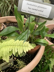 Dendrochilum glumaceum