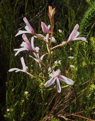 Disa gladioliflora gladioliflora