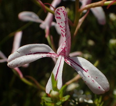 Disa gladioliflora gladioliflora